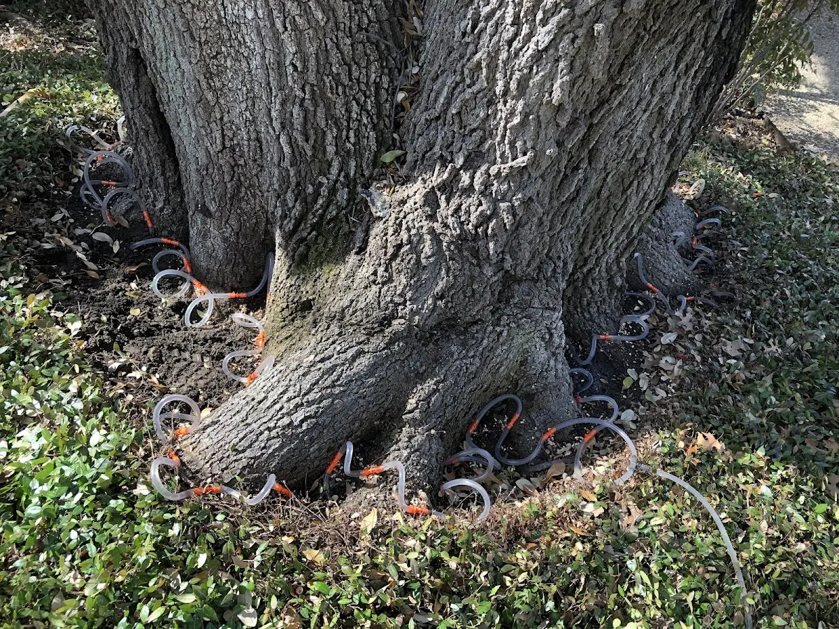 Detailed Tree Cabling and Bracing job site in Pepperell