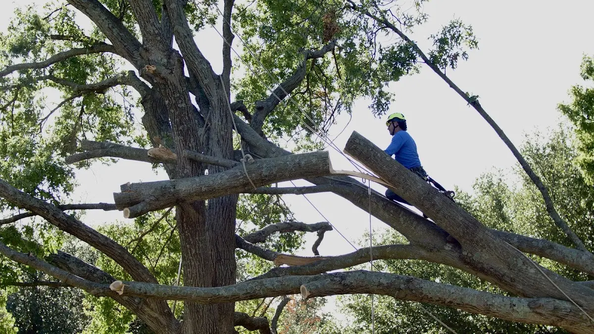 Professional Crown Thinning performed by certified arborists in Pepperell