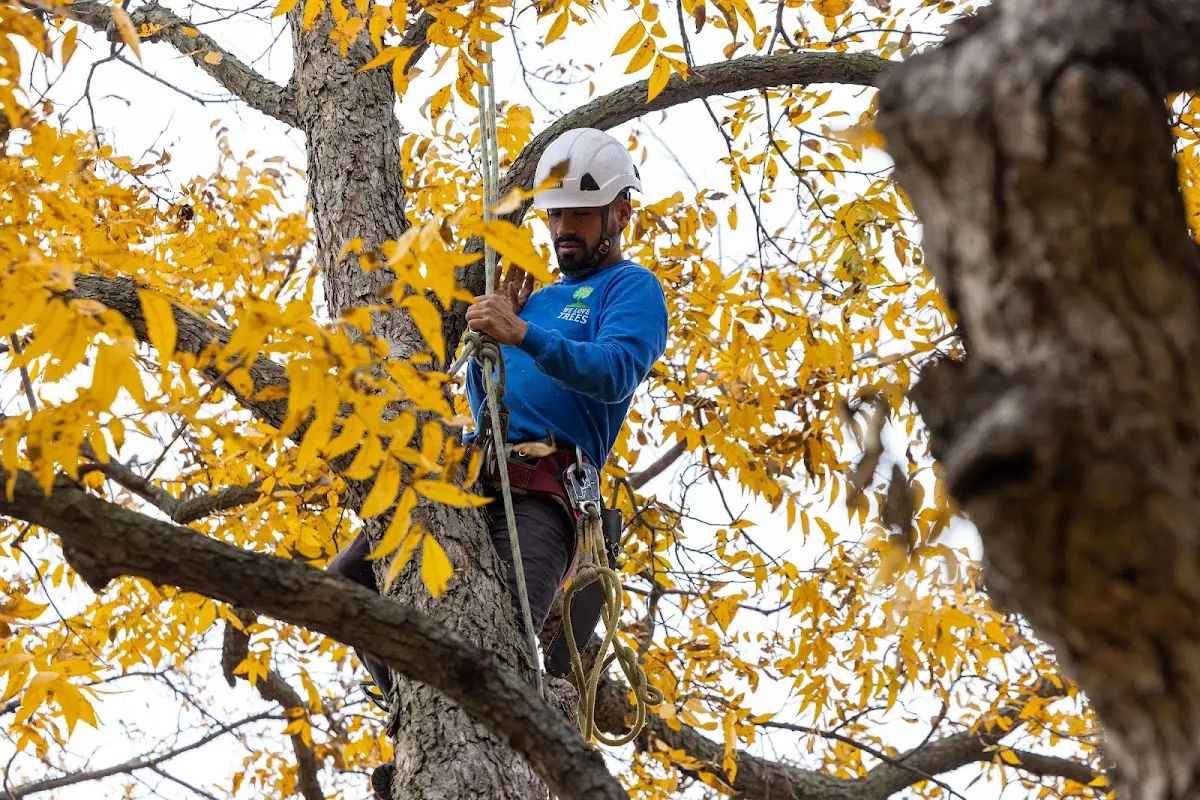 Skilled Tree Pruning crew working in Pepperell
